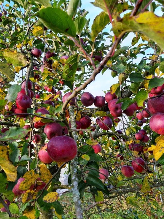 Schoenauerhof- Urlaub Im Gruenen Aber Doch In Der Stadt Passau Luaran gambar